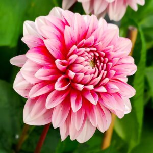 Dahlia Strawberry Cream