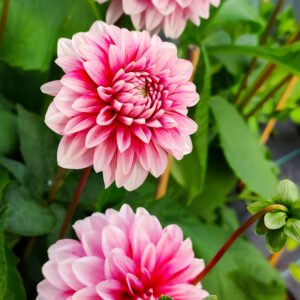 Alternative view of Dahlia Strawberry Cream