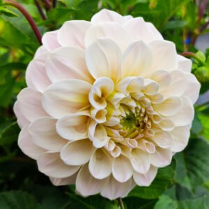 Alternative view of Dahlia Sweet Nathalie