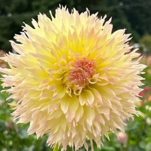 Dahlia Citron Du Cap