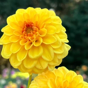 Dahlia Golden Scepter