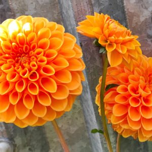 Alternative view of Dahlia Sylvia aka Maarn