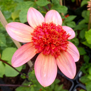 Dahlia Totally Tangerine