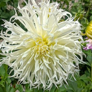 Dahlia Tsuki Yori No Shisha