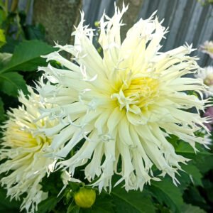 Alternative view of Dahlia Tsuki Yori No Shisha