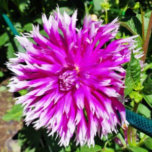 Alternative view of Dahlia Table Dancer