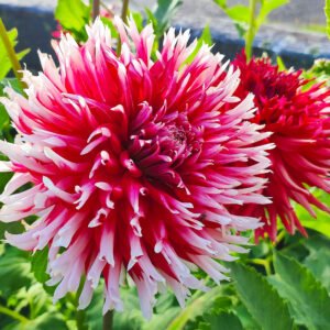 Dahlia Tango's Bloodmoon