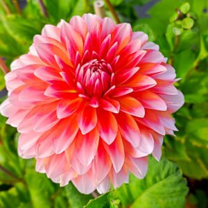 Alternative view of Dahlia Tango's Carnival