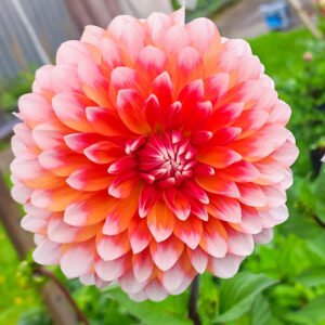 Dahlia Tango's Carnival