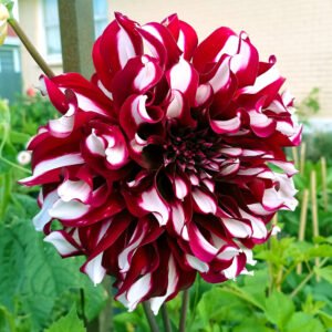 Dahlia Tartan
