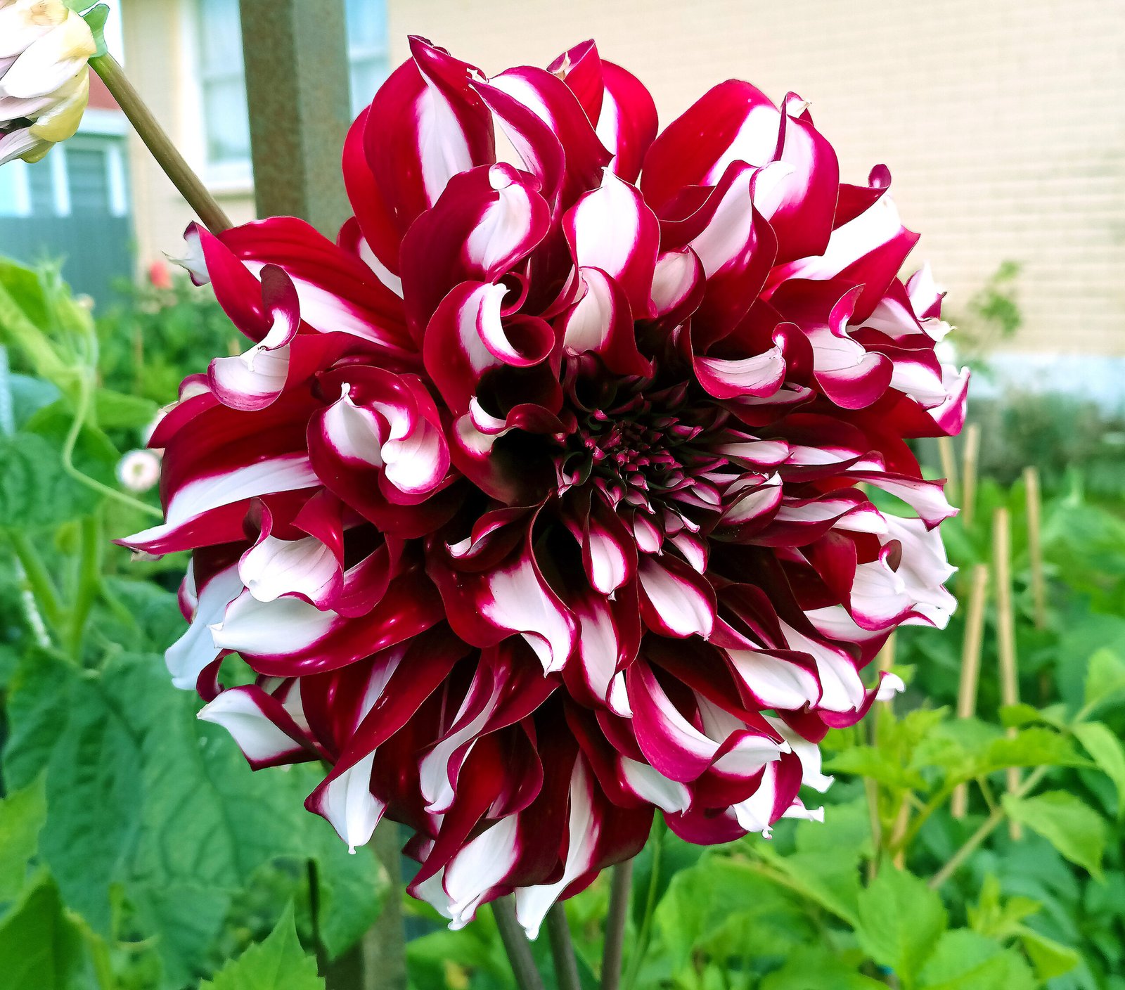 Dahlia Tartan