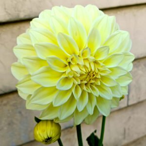 Dahlia Trengrove Millennium