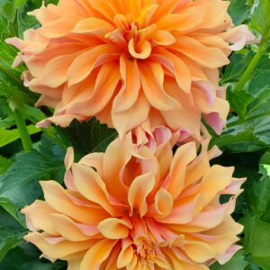 Alternative view of Dahlia Tyrell