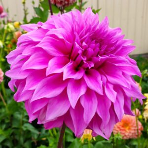 Dahlia Vassio Meggos