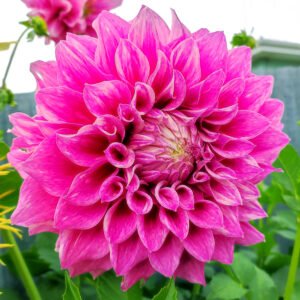 Dahlia Vera's Elma