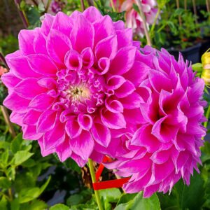 Alternative view of Dahlia Vera's Elma