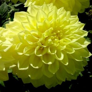 Dahlia Westerton Harry