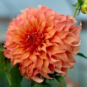 Dahlia Wyn's Moonlight Sonata