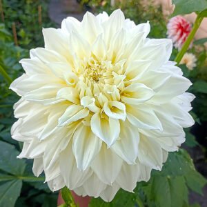 Dahlia White Alva's