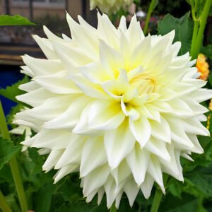Dahlia White Alva's