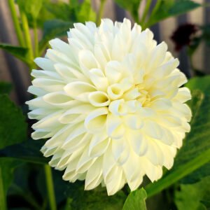 Dahlia White Nettie