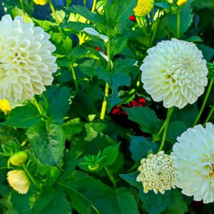 Alternative view of Dahlia White Nettie