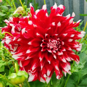 Dahlia X-Factor