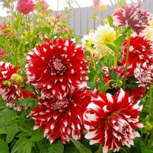 Alternative view of Dahlia X-Factor