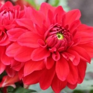Dahlia Arnhem