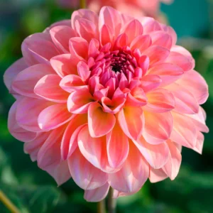 Dahlia Sebastian