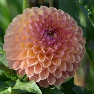 Alternative view of Dahlia Jowey Nicky/ Paula