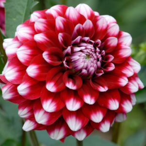 Dahlia Checkers