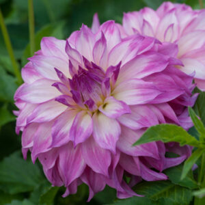 Dahlia Colorado Classic