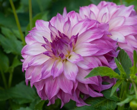 Dahlia Colorado Classic