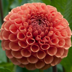 Dahlia Cornel Bronze
