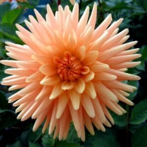 Alternative view of Dahlia Embrace