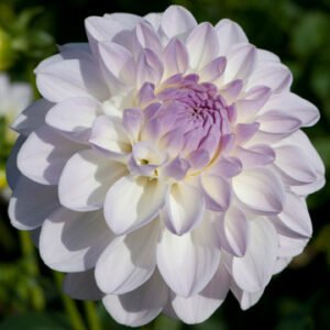 Dahlia Eveline