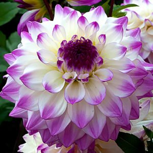 Dahlia Hapet Blue Eyes
