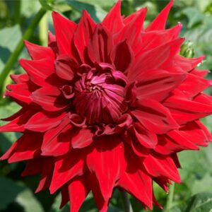 Alternative view of Dahlia Hillcrest Duncan Edwards