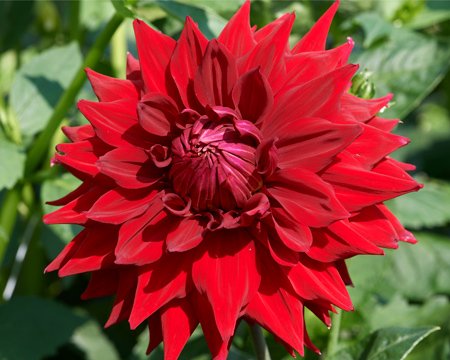 Dahlia Hillcrest Duncan Edwards - Image 2