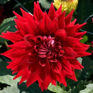 Dahlia Hillcrest Duncan Edwards