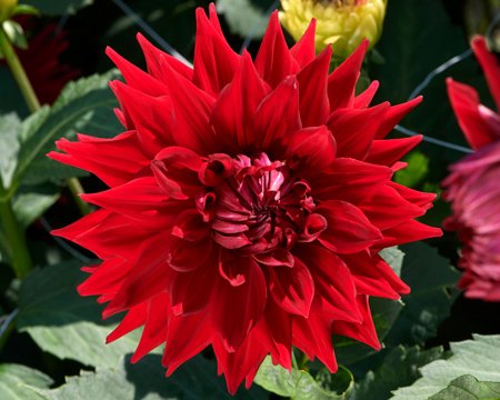 Dahlia Hillcrest Duncan Edwards