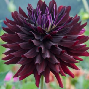 Dahlia Hollyhill Black Beauty