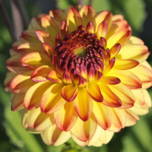 Dahlia Icoon