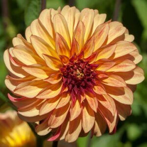 Alternative view of Dahlia Irish Pinwheel