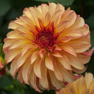 Dahlia Irish Pinwheel