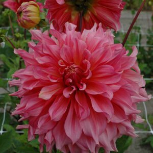 Alternative view of Dahlia Islander