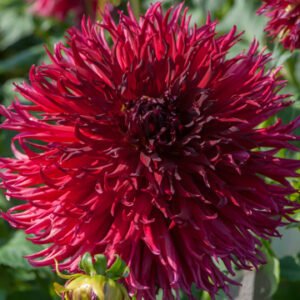 Alternative view of Dahlia Jaxon