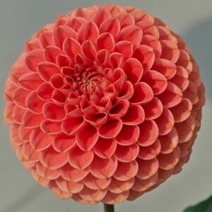 Dahlia Jomanda