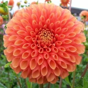 Dahlia Jowey Linda
